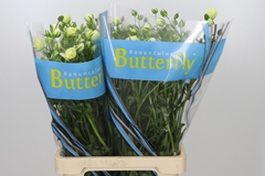 Ranunculus Butterfly Litai 70cm 40gr.