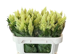 Celosia Sunday Green 70cm