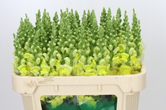 Antirrhinum Cannes Yellow 75cm