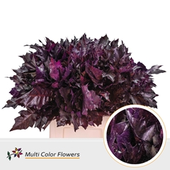 Quercus Palustris Painted Aubergine 60cm