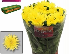 Chrysanth Single Topspin Yellow 70cm 85gr.
