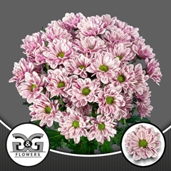 Chrysanth Spray Festival 70cm 85gr.