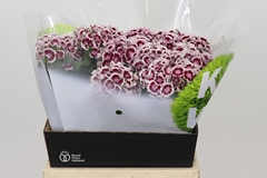 Dianthus Barb Kiwi Polka Maroon 40cm