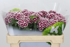 Dianthus Barb Kiwi Polka Maroon 50cm