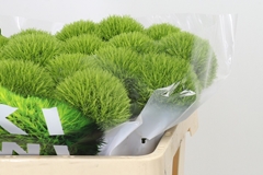 Dianthus Barb Kiwi Mellow 50cm