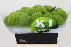 Dianthus Barb Kiwi Mellow 40cm