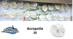 Anthurium Acropolis 9cm Hd