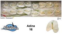Anthurium Adina 11cm Hd