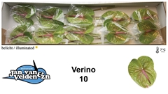 Anthurium Verino 15cm Hd