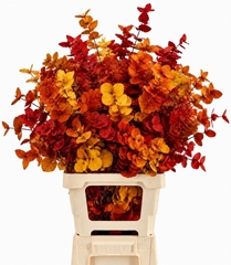 Eucalyptus Cinerea Autumn Per Bunch 70cm