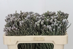 Brunia Laevis 50cm