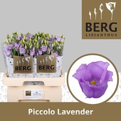 Eustoma Single Piccolo Lavender 70cm