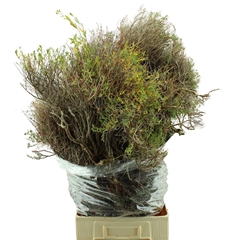 Euphorbia Spinosa Per Bunch 80cm