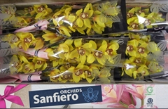 Cymbidium La Vie Stella 60cm