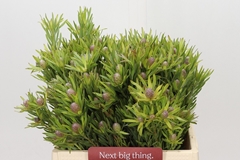 Leucadendron Spray Lime Green 40cm Spray
