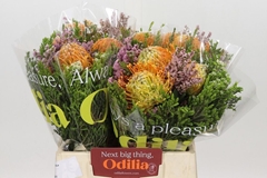 Bouquet Leucospermum Carroussel 2 Flowers 40cm