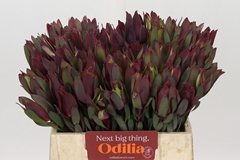 Leucadendron Senorita 40cm