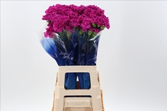 Dianthus Single Farida 70cm