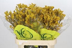 Anigozanthos Yellow Gem 80cm
