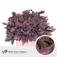 Quercus Rubra Painted Frosted Pink 60cm