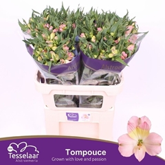 Alstroemeria Tompouce 75cm 90gr.