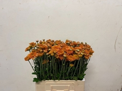 Chrysanth Spray Littleton 55cm 65gr.