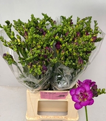 Freesia Double Purple King 50cm 20gr.