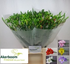 Freesia Single Rainbow 50cm 20gr.