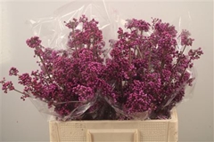 Callicarpa Bodinieri Profusion 60cm
