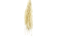 Amaranthus Caudatus Bleached Per Bunch 70cm