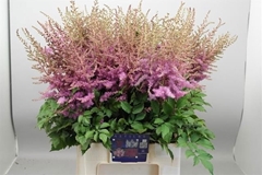 Astilbe Amethyst 70cm