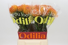 Leucospermum Ayoba Peach 50cm