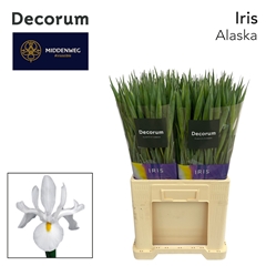 Iris Alaska 60cm 40gr.