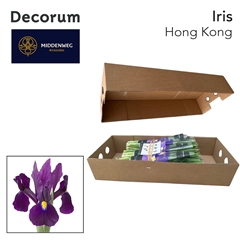 Iris Hong Kong 60cm 40gr.