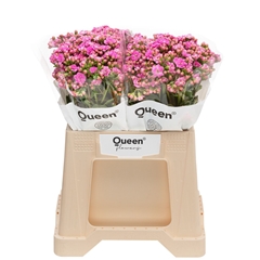 Kalanchoe Taffy Pink Meadow 40cm