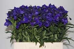 Delphinium Single Atlantis 40cm