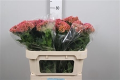 Celosia Fantasy Pink 72cm