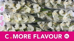 Cymbidium Early White 80cm