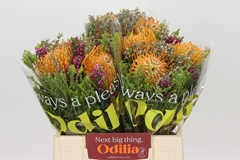 Bouquet Leucospermum Carroussel 3 Flowers 40cm
