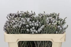 Brunia Silver 50cm