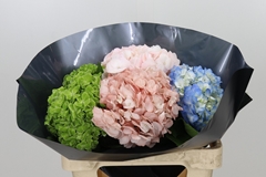 Hydrangea Mix 60cm