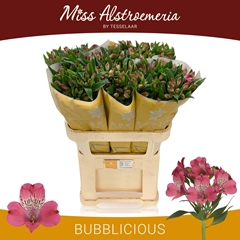 Alstroemeria Bubblicious 75cm 70gr.