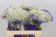 Ozothamnus Cooks Snow White 60cm