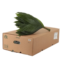 Chamaedorea Metallica Per Bunch 50cm