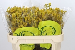 Anigozanthos Yellow Gem 70cm