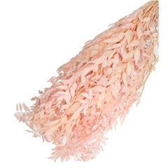 Dried Flowers Ruscus 65cm 110g