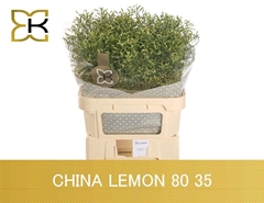 Limonium Sinense China Lemon 80cm 40gr.
