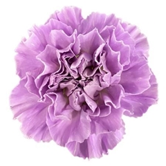 Dianthus Single Florigene Moonaqua 70cm