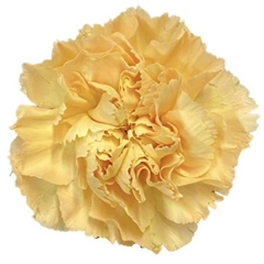 Dianthus Single Mustard 70cm