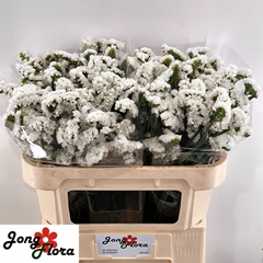 Limonium Sinuatum Harmony Wings 70cm 30gr.